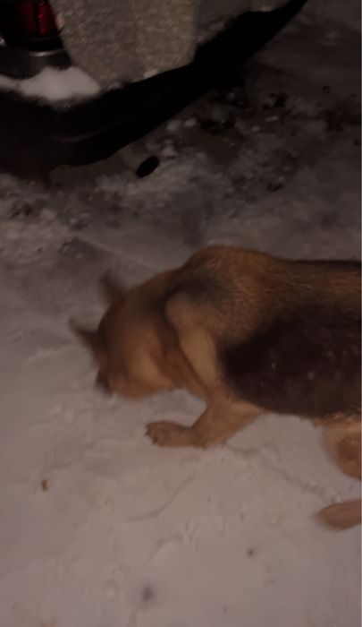 Продается Овчарка цена договор