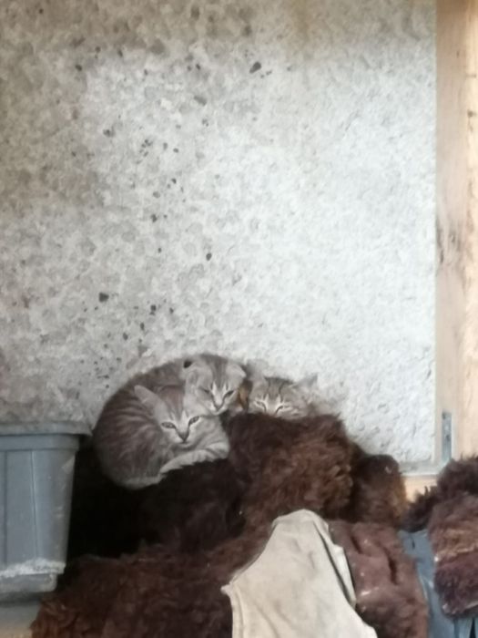 Котята в хорошие руки