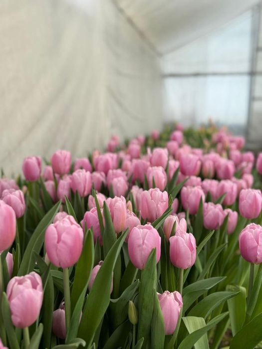 Голландские тюльпаны от производителя, оптом