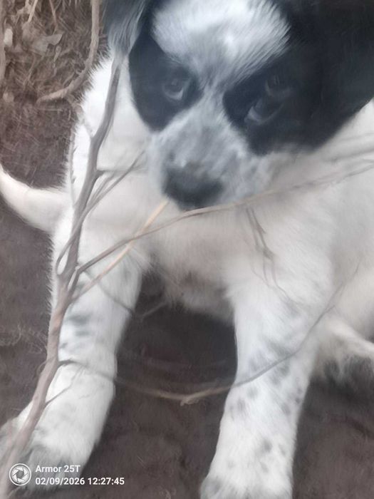 Подарява се кученце