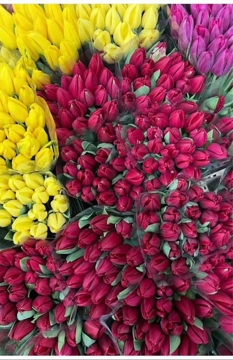 Тюьлпан сатылады гулдер