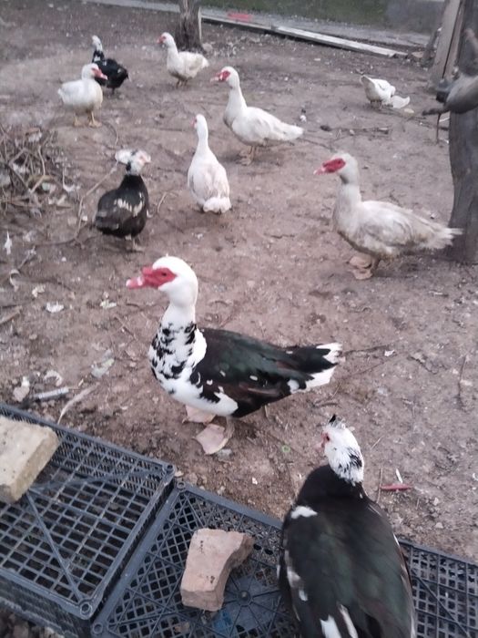 Индоутки самцы 6 месяцев