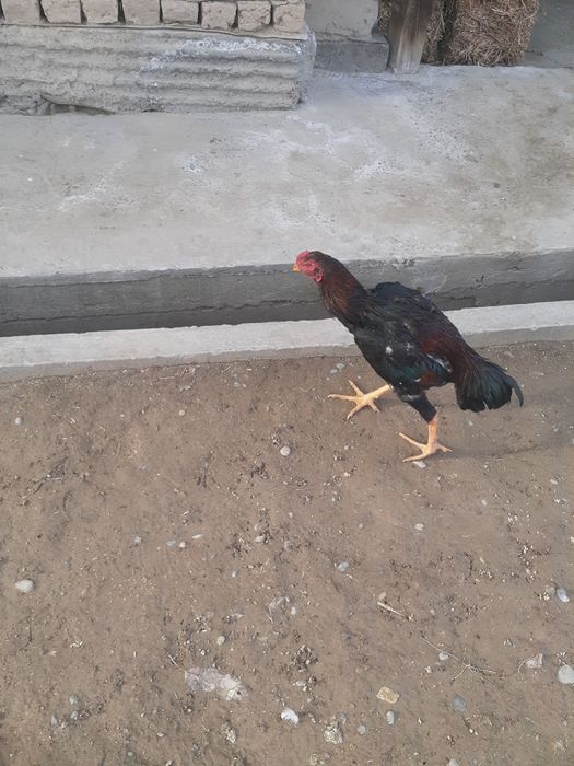 Boboqi joja sotiladi