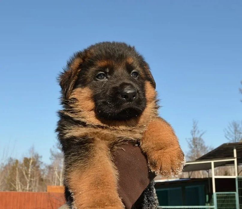 Немецкая овчарка бронь !