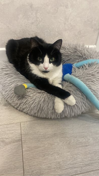 отдам кота в добрые руки!