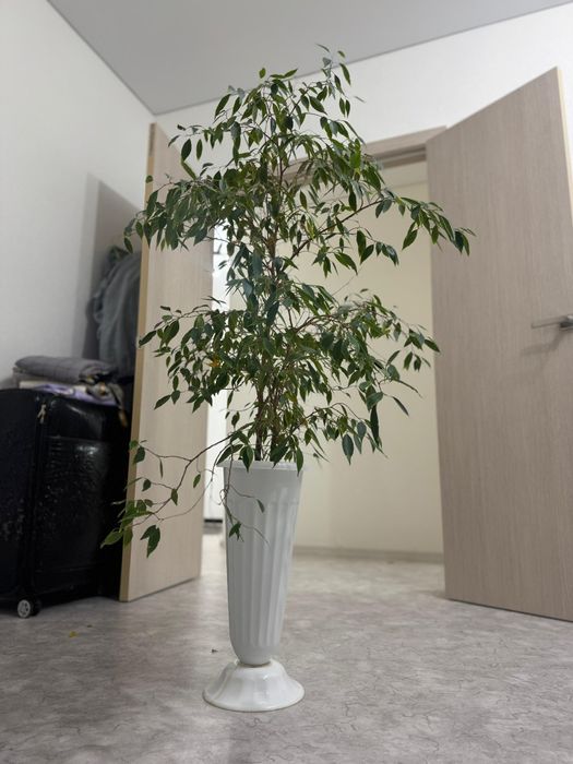 Фикус Бенджамина.Дерево