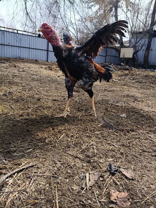 Продам дакана ..