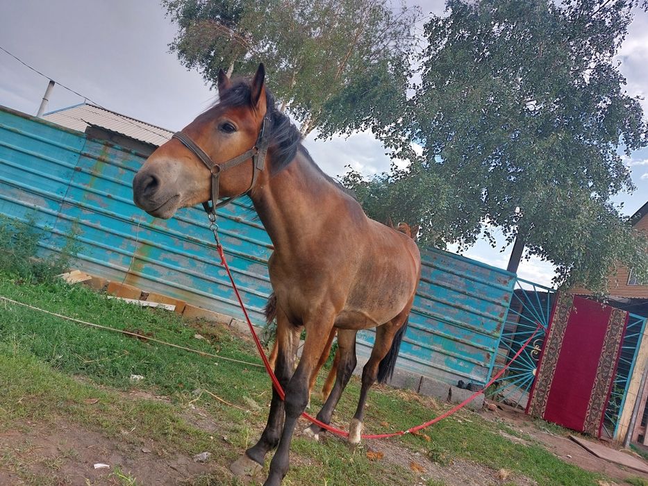 Жылкы (жорға) 2 жас