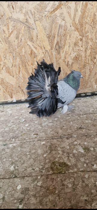 Porumbei votați indieni de vânzare 100lei bucata  tratați și vaccinați