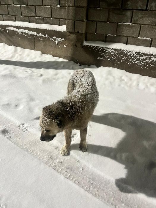 Алабай ит сатылады