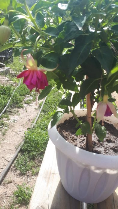 Продажа фуксии Tabu.