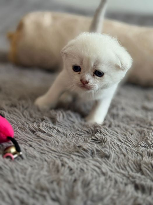 Шиншиловый окрас котята