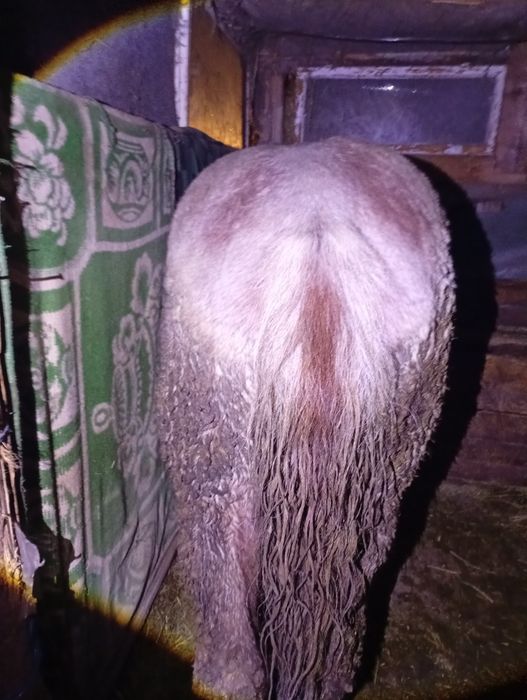 Vând o mânză de 10 luni dacă vă interesează