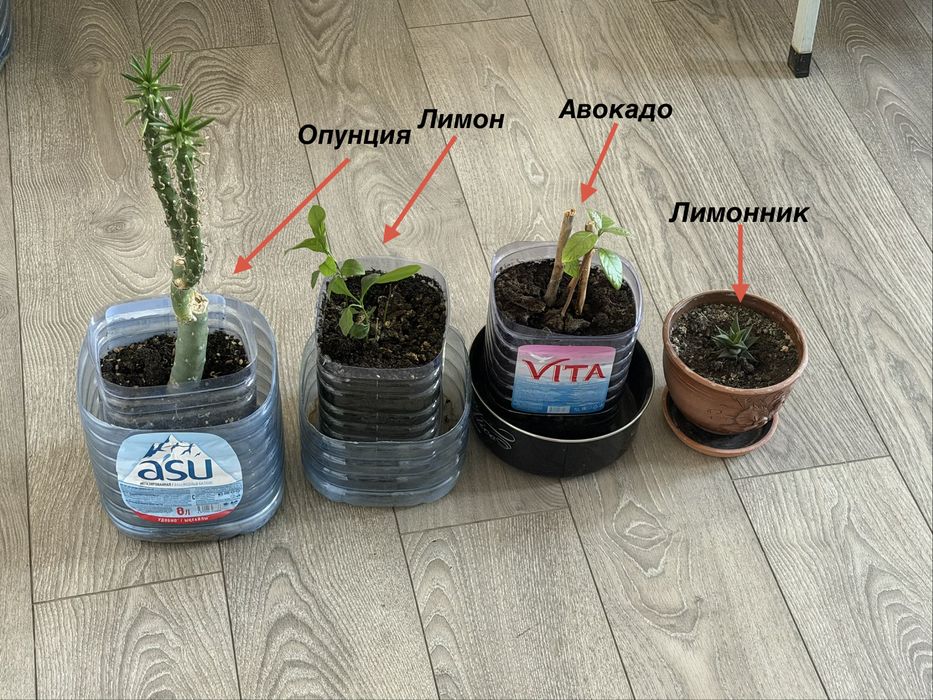 Растения для дома