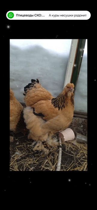 Инкубационное яйцо