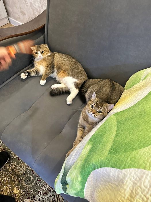 Mushuk qoshish zot olish Приглашаем кошек на вязку