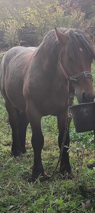 Urgent!! Vând armăsar