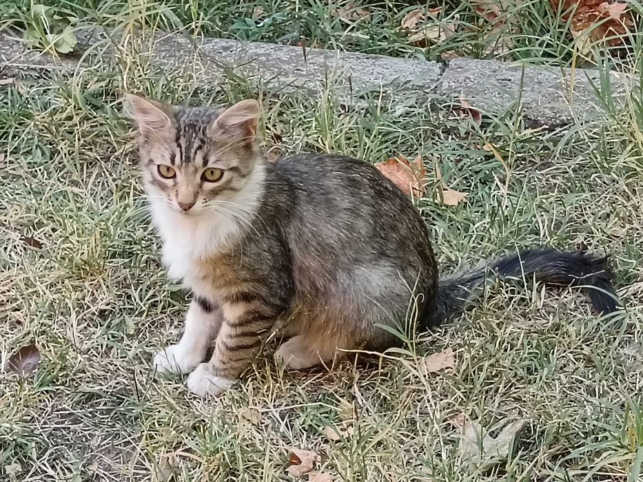 Подарявам котета