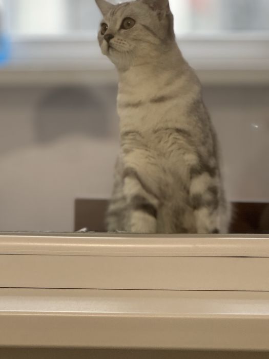 Продаем кошечку 1,3 месяца