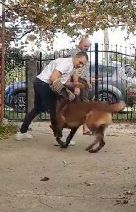 Dresaj canin de calitate si PENSIUNE CANINA