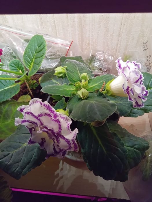 Глоксиния махровая