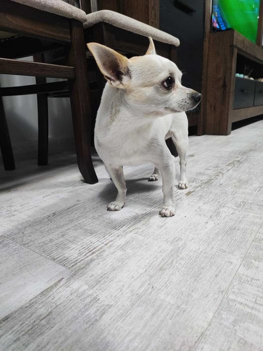 Подарявам куче Чихуахуа