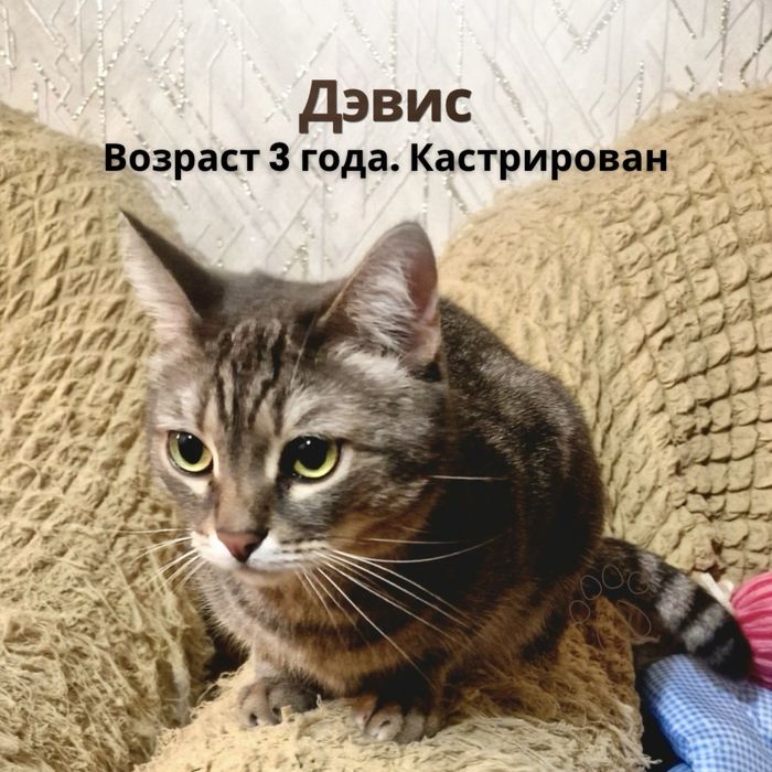 Отдам котов и кошек