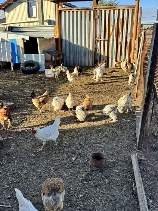 Продам молодых кур и петухов