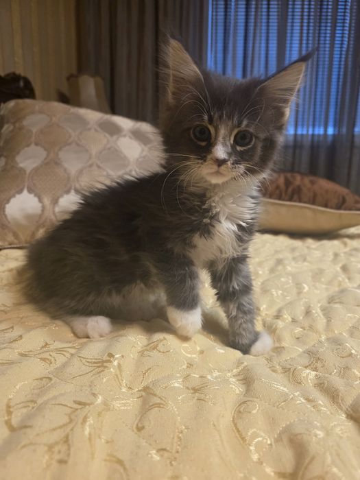 Мейн куун котета