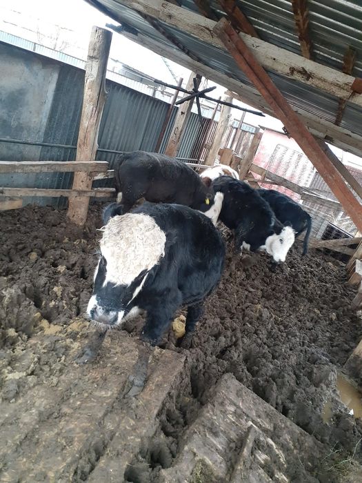 Пародный баспақ. Сиыр