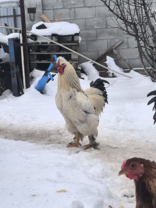 Куры молодые породы брама и помесь