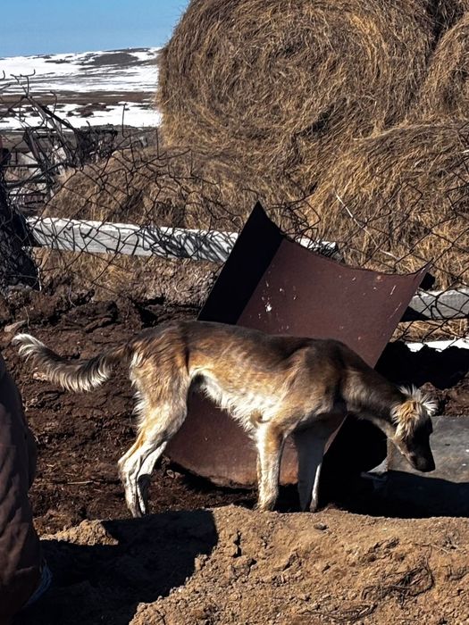 Продаю      тазы