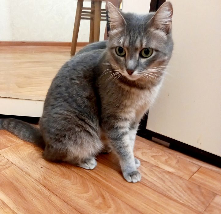 Лапочка  Мася. Стерелизована