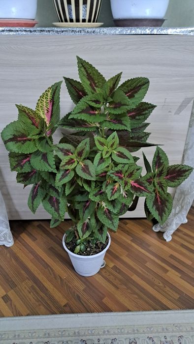 Комнатные  цветы