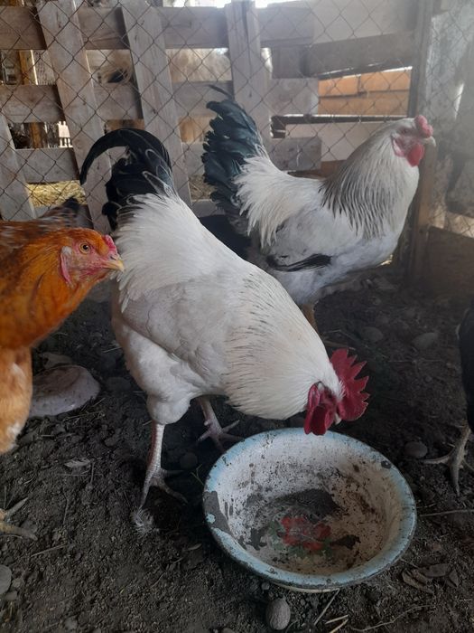 Кораздар сатылады,