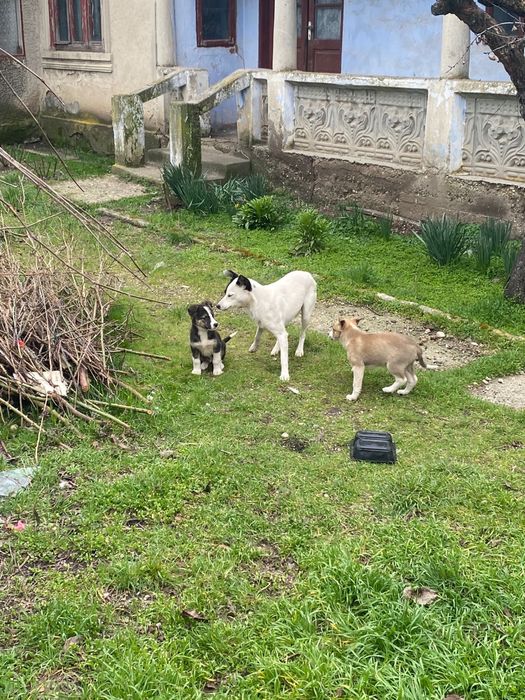 Ofer spre adoptie catei - caini - câini - căței