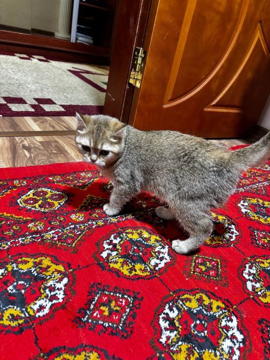 Продаю кошку золотая щилшила