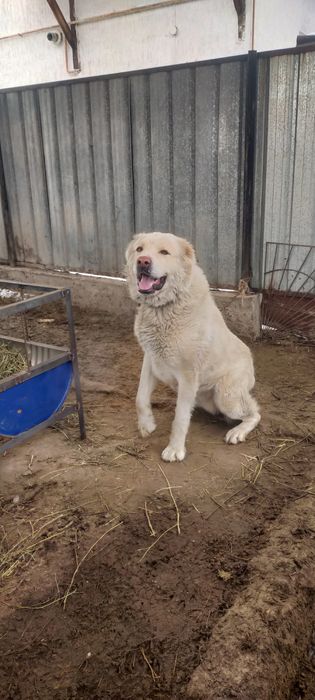 Продам мощного кобеля алабай