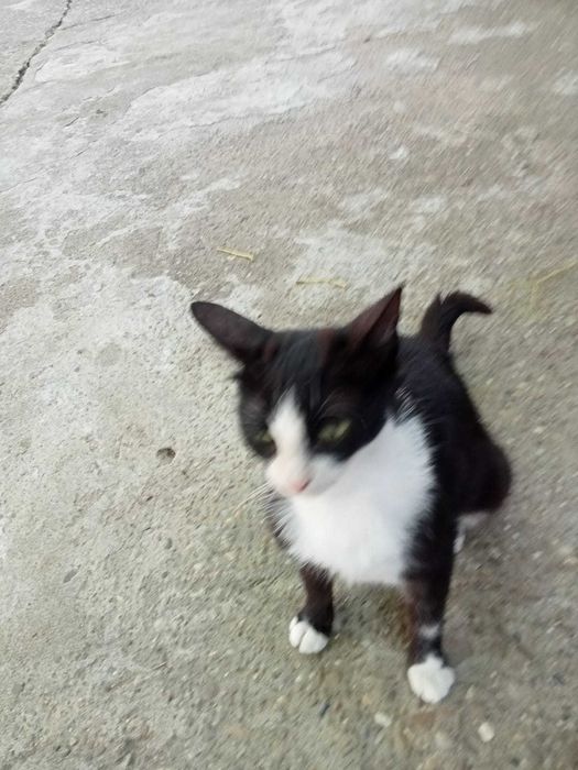 Donez  4 pui de  pisica de aproximativ 2 luni cu mama lor care este și sterilizata