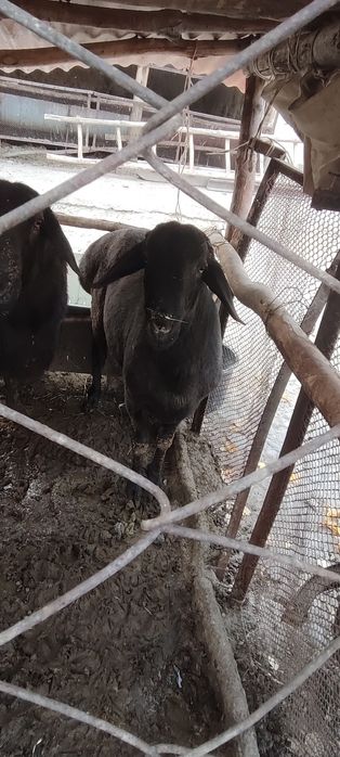 Qozi Qochqorla va kotta zotga tushadigan Qochqorla bor sotiladi