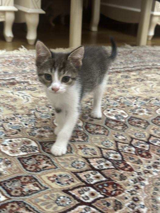 Кошка с котятами в добрые руки