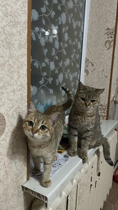 Отдам исключительно в добрые руки!