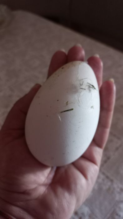 Инкубационное гусиное яйцо