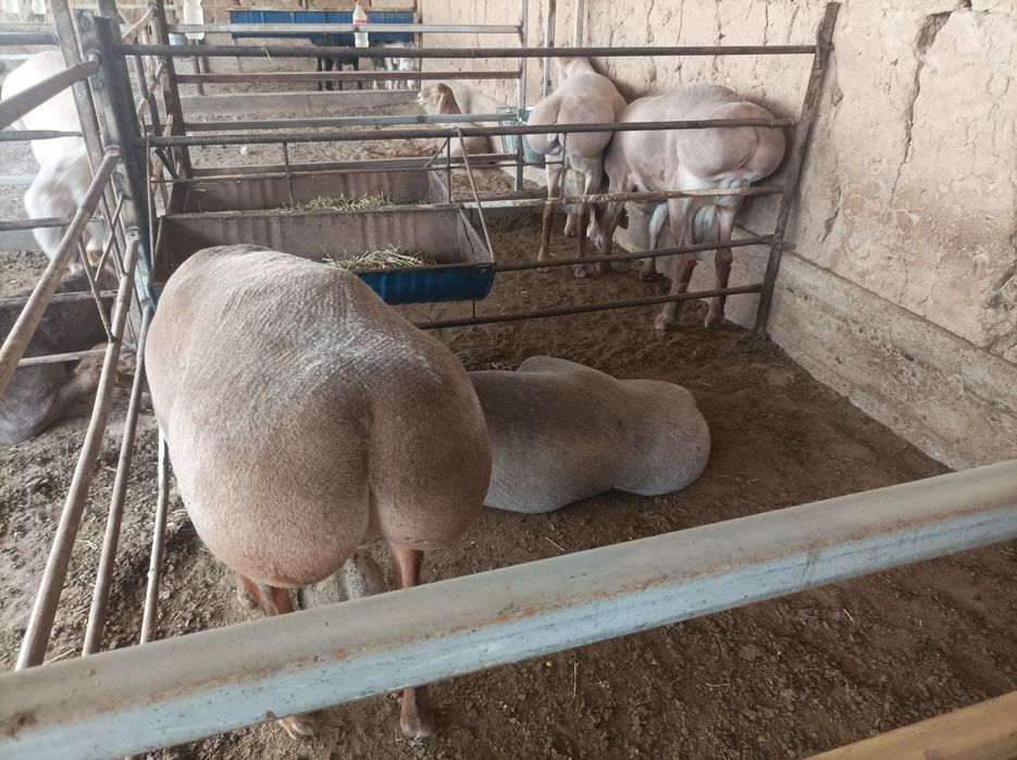 Zotga qochqorla bor Zot Arashan