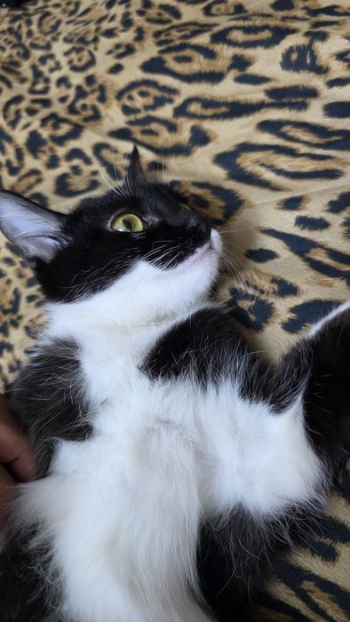 Mushukcha yaxshi qoʻllarga