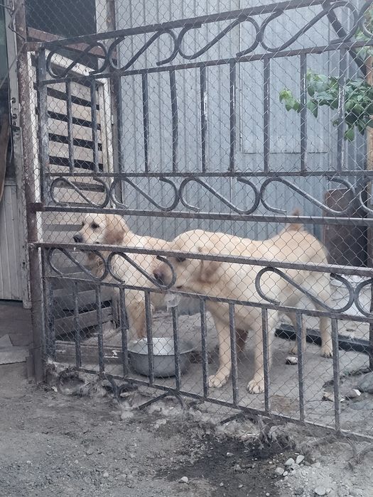 Лабрадор кобель.