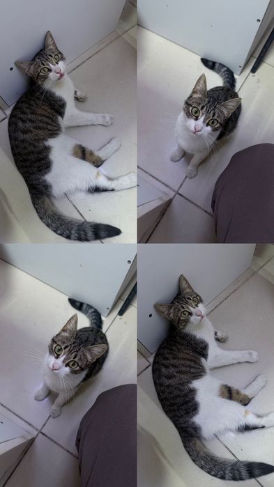 Котенок 6 месяцев