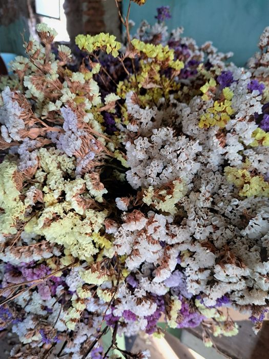 Flori uscate saraturica limonium