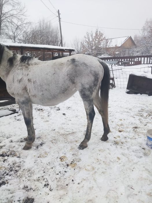 Лошадь Бие кысыр д