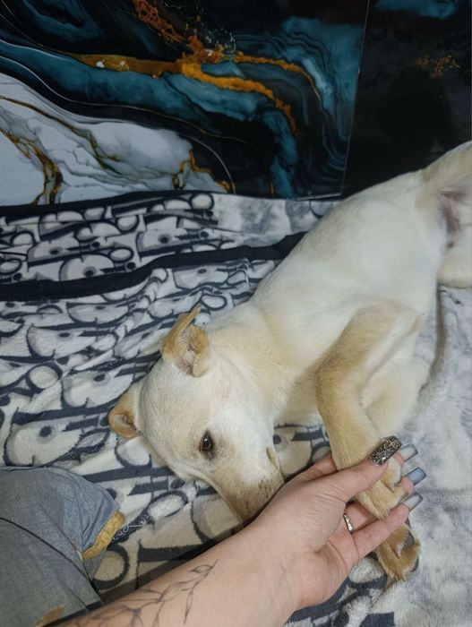 Малышка ищет дом!